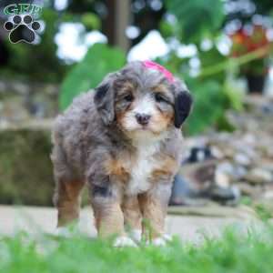 Margarita, Mini Bernedoodle Puppy